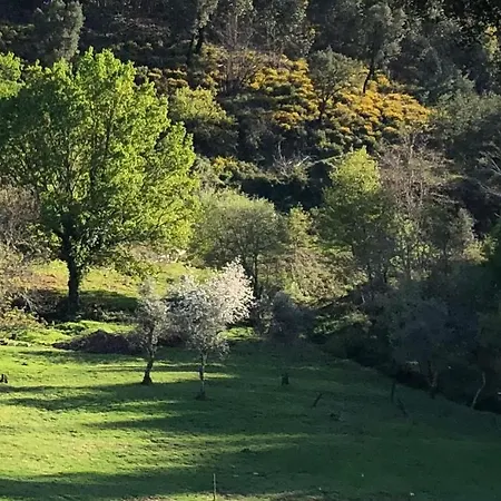 Casa Do Ourico * Figueiro Dos Vinhos