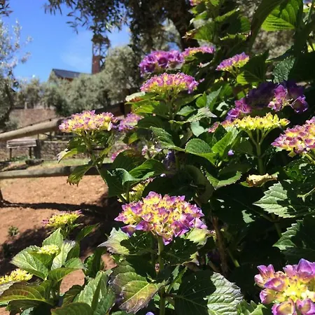 Casa Do Ourico Lantgård Figueiro Dos Vinhos