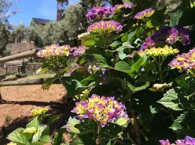 Casa Do Ourico Feriegård Figueiro Dos Vinhos